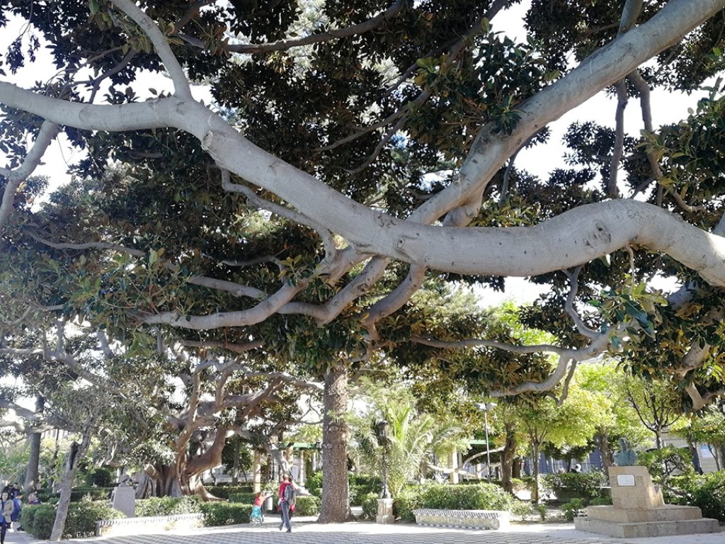 Ficus de la Alameda de Apodaca de Cádiz, variedad Macrophylla